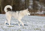 SIBERIAN HUSKY 436